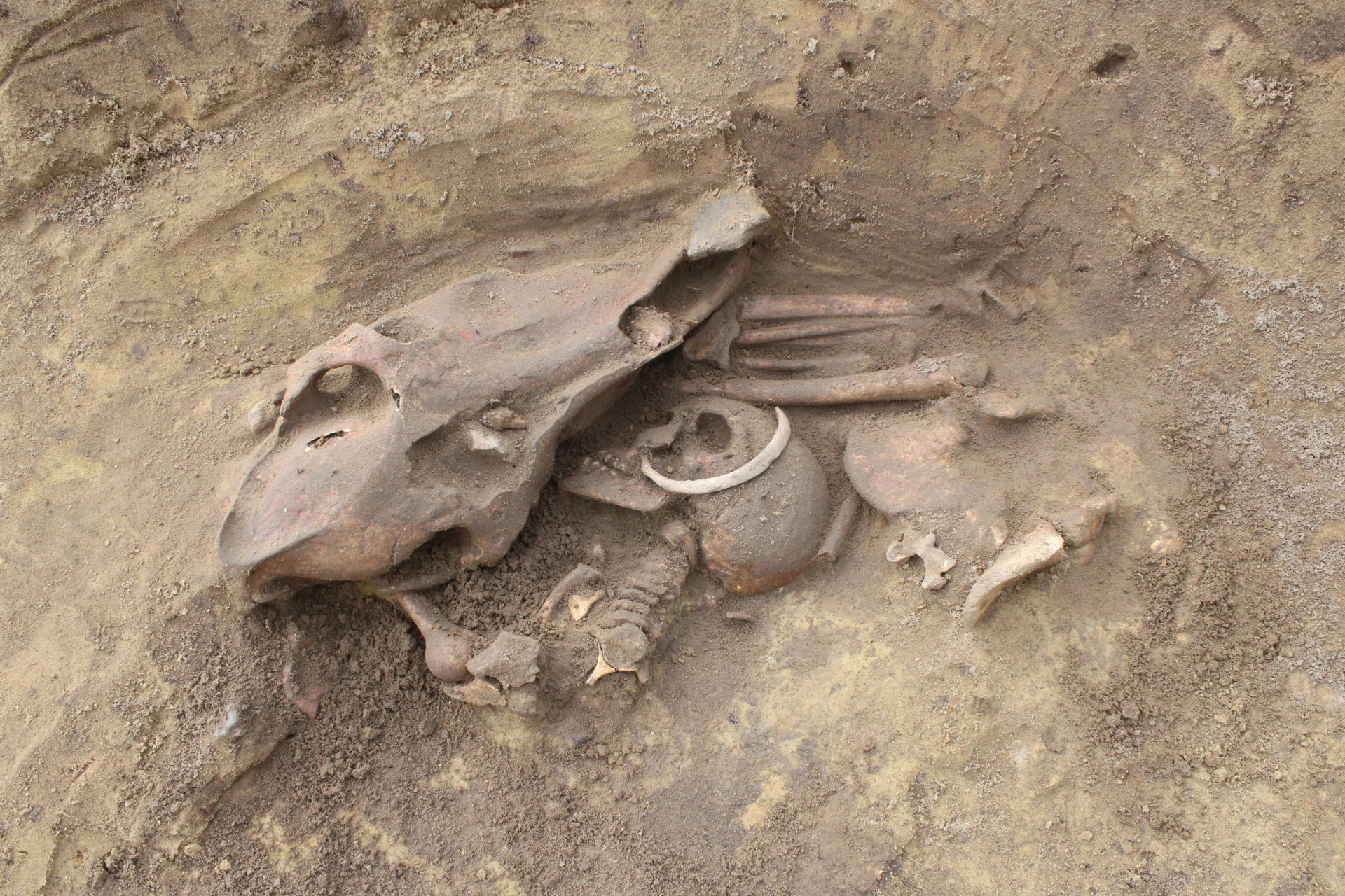 Crouched burial with horse skull
