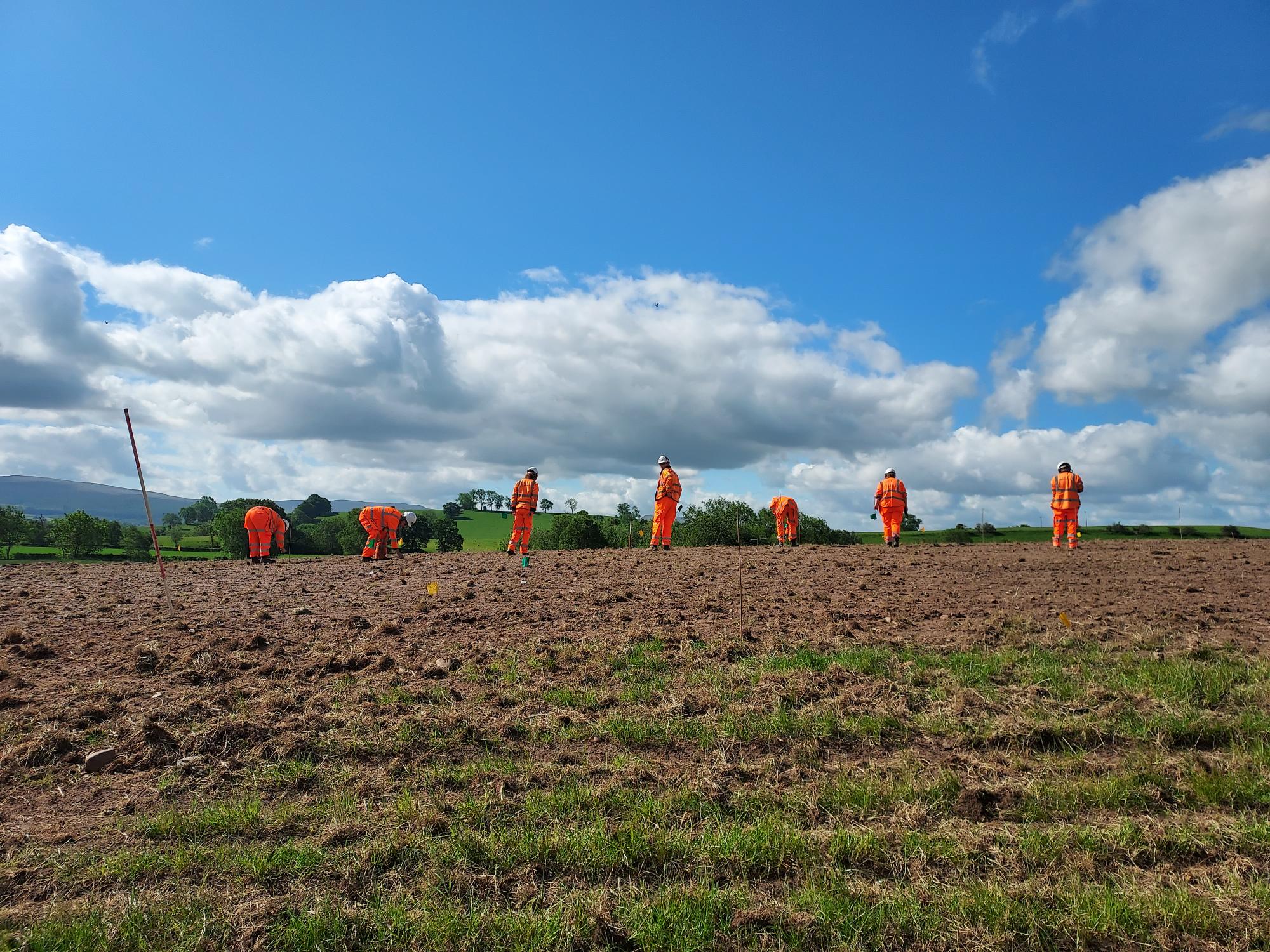 Seven archaeologists walk in a line across a ploughed field, scanning the ground for artefacts. They have marked the location of artefacts they have found with yellow flags.