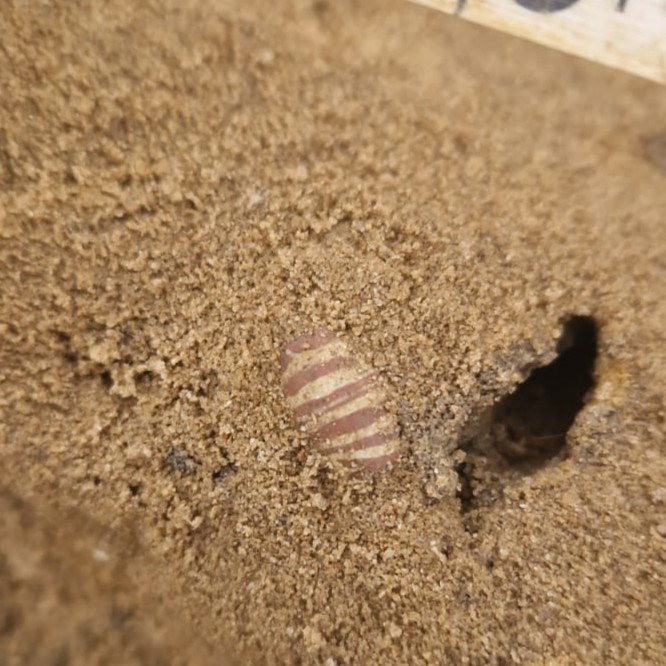 A red bead with beige stripes is peaking out from the sand around it.