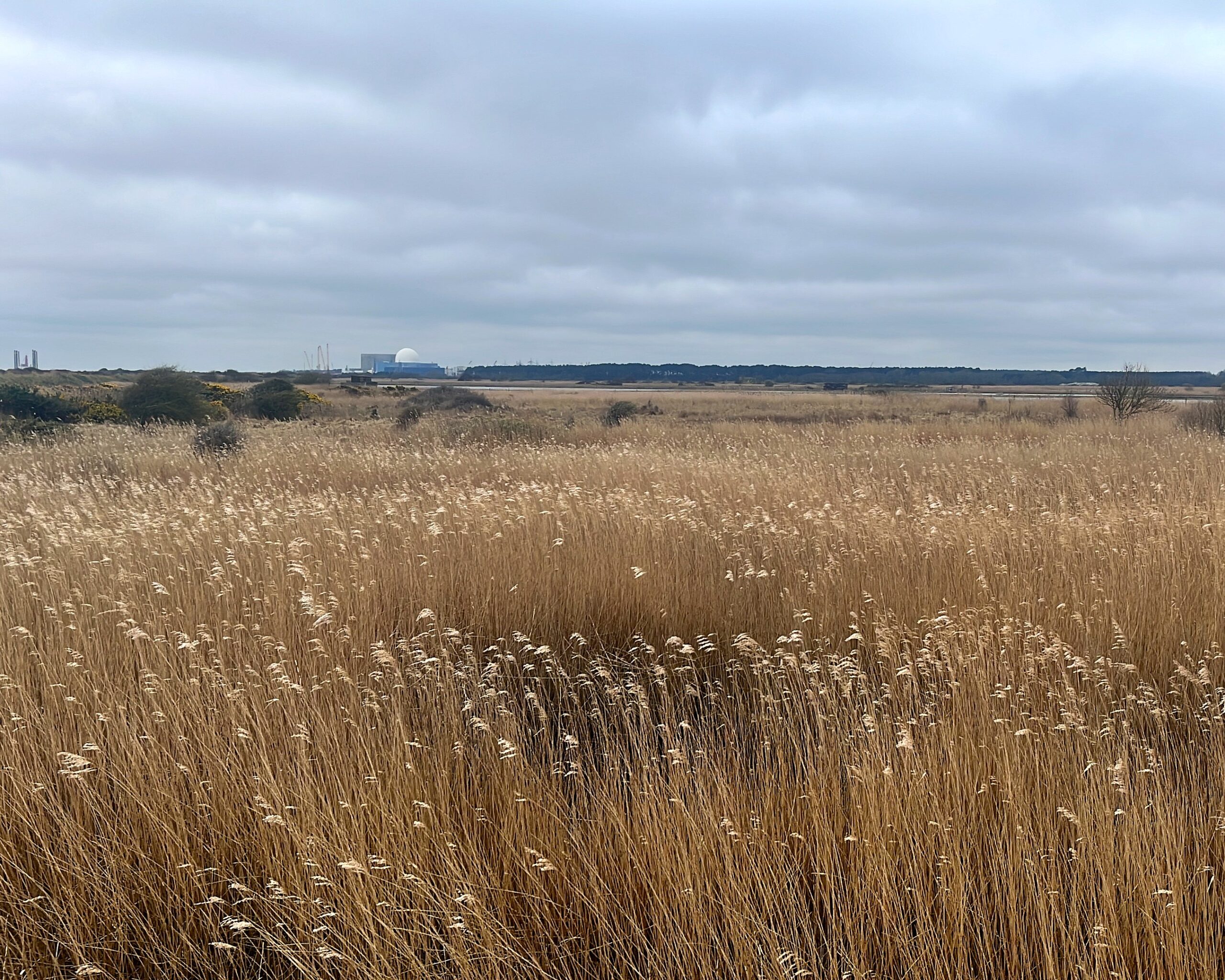 Landscape image of reedbed in foreground and the white dome of Sizewell B in the distance.