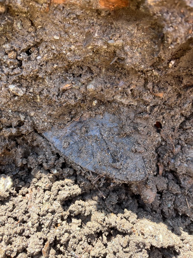 Roman shoe poking out of mud in well